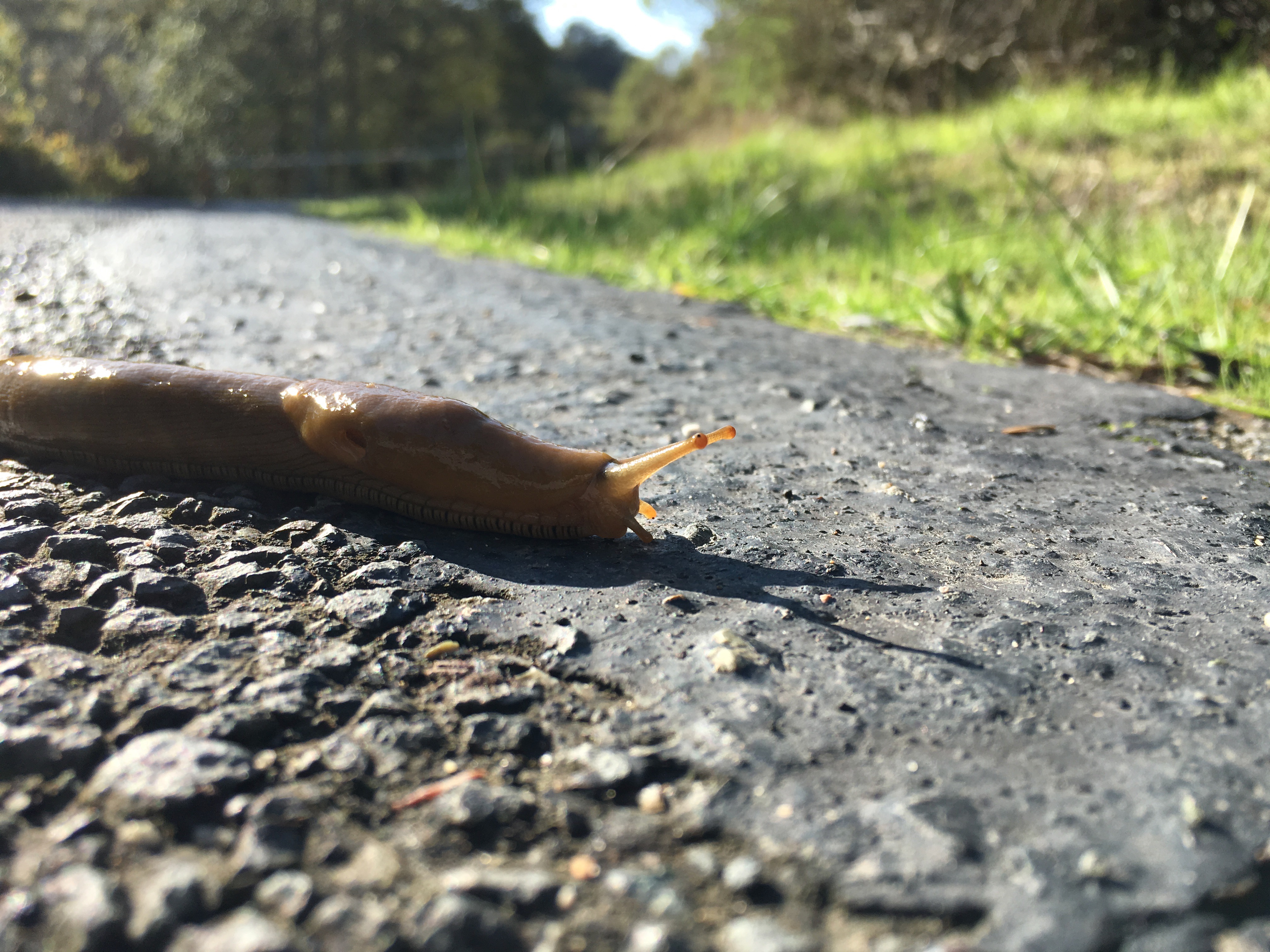 Banana slug (not a nematode)